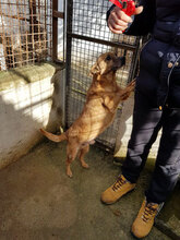 SATURNINO, Hund, Mischlingshund in Italien - Bild 6