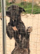 ROCCO, Hund, Mischlingshund in Italien - Bild 9