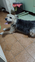 ZAZA, Hund, Mischlingshund in Italien - Bild 5
