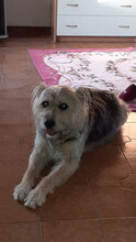ZAZA, Hund, Mischlingshund in Italien - Bild 9