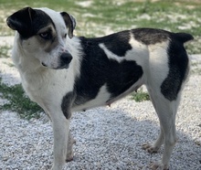 MARISA, Hund, Mischlingshund in Griechenland - Bild 3