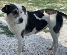 MARISA, Hund, Mischlingshund in Griechenland - Bild 4