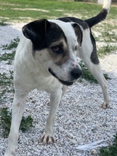 MARISA, Hund, Mischlingshund in Griechenland - Bild 5