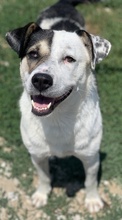 MARISA, Hund, Mischlingshund in Griechenland - Bild 9