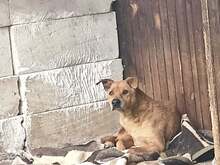 LUCHKO, Hund, Mischlingshund in Bulgarien - Bild 1
