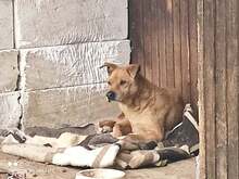LUCHKO, Hund, Mischlingshund in Bulgarien - Bild 2