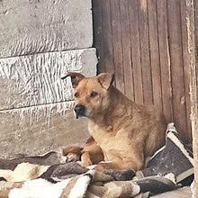 LUCHKO, Hund, Mischlingshund in Bulgarien - Bild 3
