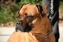 JAKO, Hund, Boxer in Spanien - Bild 10