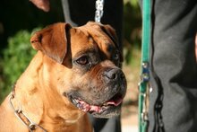 JAKO, Hund, Boxer in Spanien - Bild 13