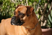 JAKO, Hund, Boxer in Spanien - Bild 14