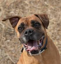 JAKO, Hund, Boxer in Spanien - Bild 15