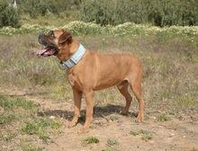 JAKO, Hund, Boxer in Spanien - Bild 2