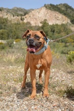 JAKO, Hund, Boxer in Spanien - Bild 4
