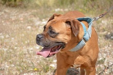 JAKO, Hund, Boxer in Spanien - Bild 5