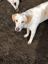 WENDY, Hund, Mischlingshund in Italien - Bild 4