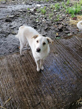 WENDY, Hund, Mischlingshund in Italien - Bild 5
