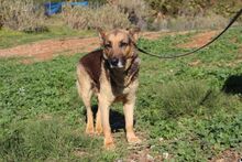TANGO, Hund, Deutscher Schäferhund in Spanien - Bild 3