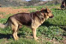 TANGO, Hund, Deutscher Schäferhund in Spanien - Bild 4