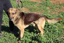 TANGO, Hund, Deutscher Schäferhund in Spanien - Bild 6