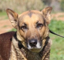 TANGO, Hund, Deutscher Schäferhund in Spanien - Bild 7