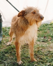 KIKO, Hund, Mischlingshund in Portugal - Bild 1