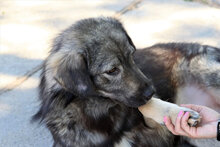 ARCHIE, Hund, Mischlingshund in Rumänien - Bild 1