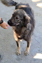 ARCHIE, Hund, Mischlingshund in Rumänien - Bild 12