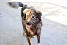 ARCHIE, Hund, Mischlingshund in Rumänien - Bild 13
