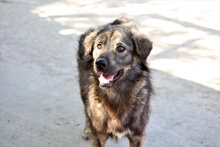 ARCHIE, Hund, Mischlingshund in Rumänien - Bild 14