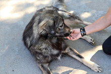 ARCHIE, Hund, Mischlingshund in Rumänien - Bild 15
