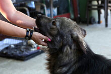 ARCHIE, Hund, Mischlingshund in Rumänien - Bild 16