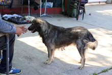 ARCHIE, Hund, Mischlingshund in Rumänien - Bild 17