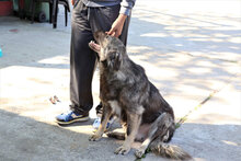 ARCHIE, Hund, Mischlingshund in Rumänien - Bild 18