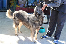 ARCHIE, Hund, Mischlingshund in Rumänien - Bild 19