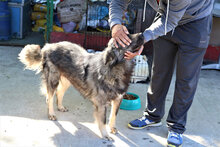 ARCHIE, Hund, Mischlingshund in Rumänien - Bild 20
