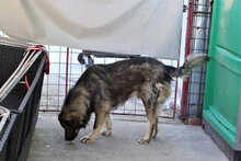 ARCHIE, Hund, Mischlingshund in Rumänien - Bild 22