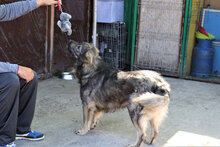 ARCHIE, Hund, Mischlingshund in Rumänien - Bild 25
