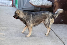 ARCHIE, Hund, Mischlingshund in Rumänien - Bild 27