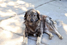 ARCHIE, Hund, Mischlingshund in Rumänien - Bild 3