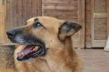 MOGLIS, Hund, Mischlingshund in Griechenland - Bild 1