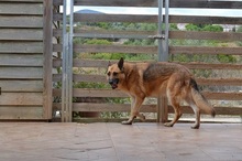 MOGLIS, Hund, Mischlingshund in Griechenland - Bild 3