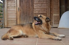 MOGLIS, Hund, Mischlingshund in Griechenland - Bild 4