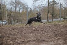 MORIS, Hund, Mischlingshund in Hanau - Bild 10