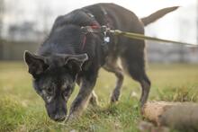MORIS, Hund, Mischlingshund in Hanau - Bild 5