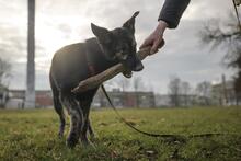 MORIS, Hund, Mischlingshund in Hanau - Bild 6