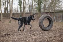 MORIS, Hund, Mischlingshund in Hanau - Bild 7