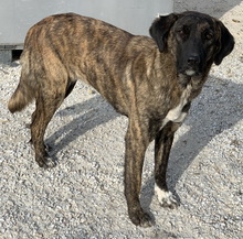 VIVIAN, Hund, Mischlingshund in Griechenland - Bild 2