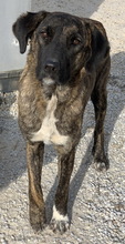 VIVIAN, Hund, Mischlingshund in Griechenland - Bild 4