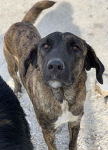 VIVIAN, Hund, Mischlingshund in Griechenland - Bild 5