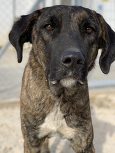 VIVIAN, Hund, Mischlingshund in Griechenland - Bild 7